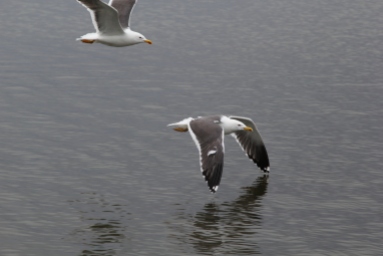 Birds in flight over Reykjavik's Lake Tjornin